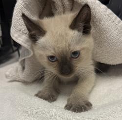 Shelter Stray Female Cat last seen Near Sturgess Drive, La Mesa, CA, 91941, San Diego, CA 92110