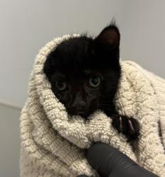 Shelter Stray Unknown Cat last seen Near Sturgess Drive, La Mesa, CA, 91941, San Diego, CA 92110