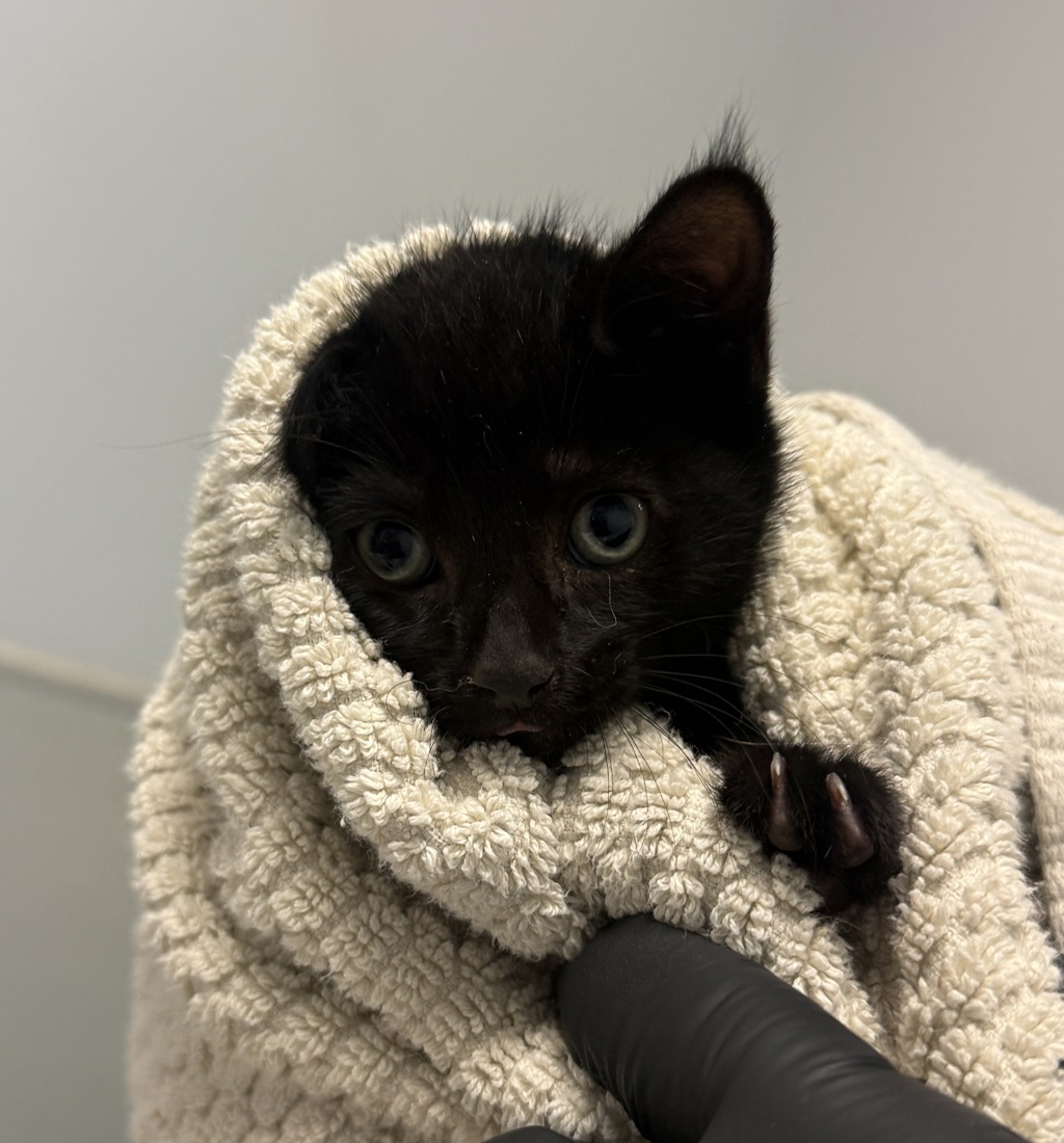 Shelter Stray Unknown Cat last seen Near Sturgess Drive, La Mesa, CA, 91941, San Diego, CA 92110