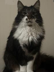 Lost Female Cat last seen Abigail Ave and Calle Real , Murrieta, CA 92563