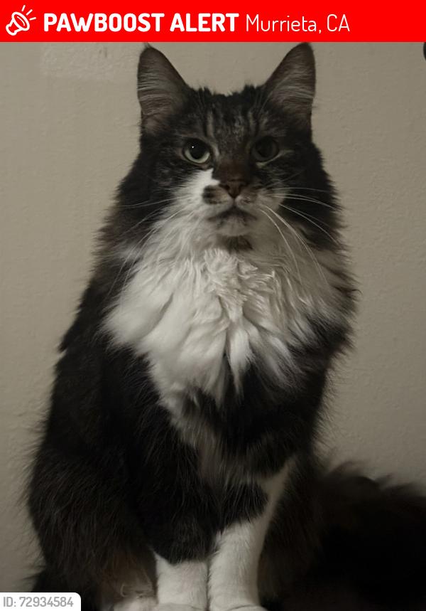 Lost Female Cat last seen Abigail Ave and Calle Real , Murrieta, CA 92563