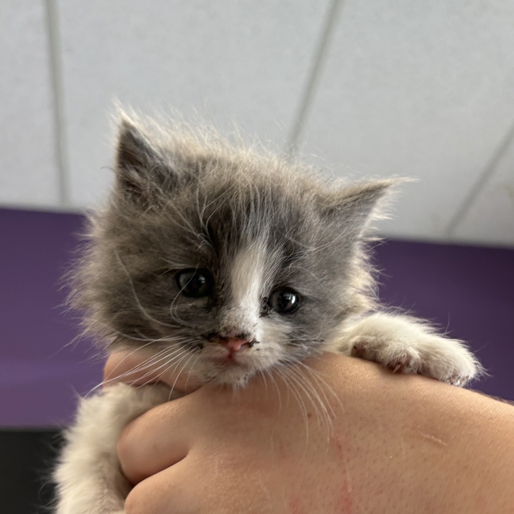 Shelter Stray Male Cat last seen Near S Garn Way, SALT LAKE CITY, UT, 84104, 511 W 3900 S, Salt Lake City, UT 84123, USA