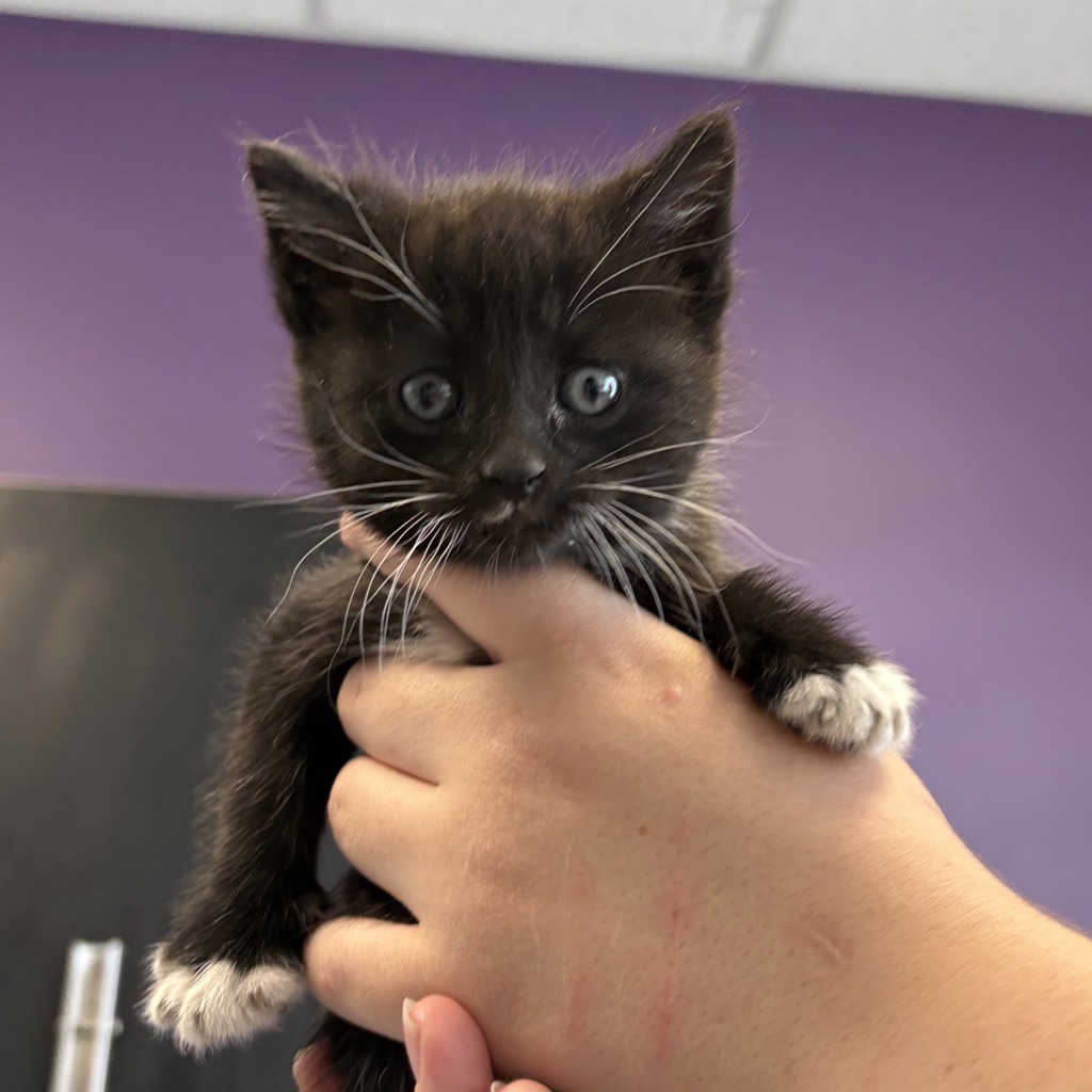 Shelter Stray Male Cat last seen Near S Garn Way, SALT LAKE CITY, UT, 84104, 511 W 3900 S, Salt Lake City, UT 84123, USA