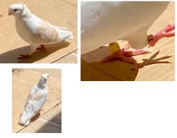 Reunited Unknown Bird last seen N. Power Rd and E. McKellips Rd., Mesa, AZ 85207
