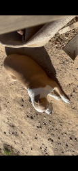 Lost Male Dog last seen 91st and McDowell , Phoenix, AZ 85037