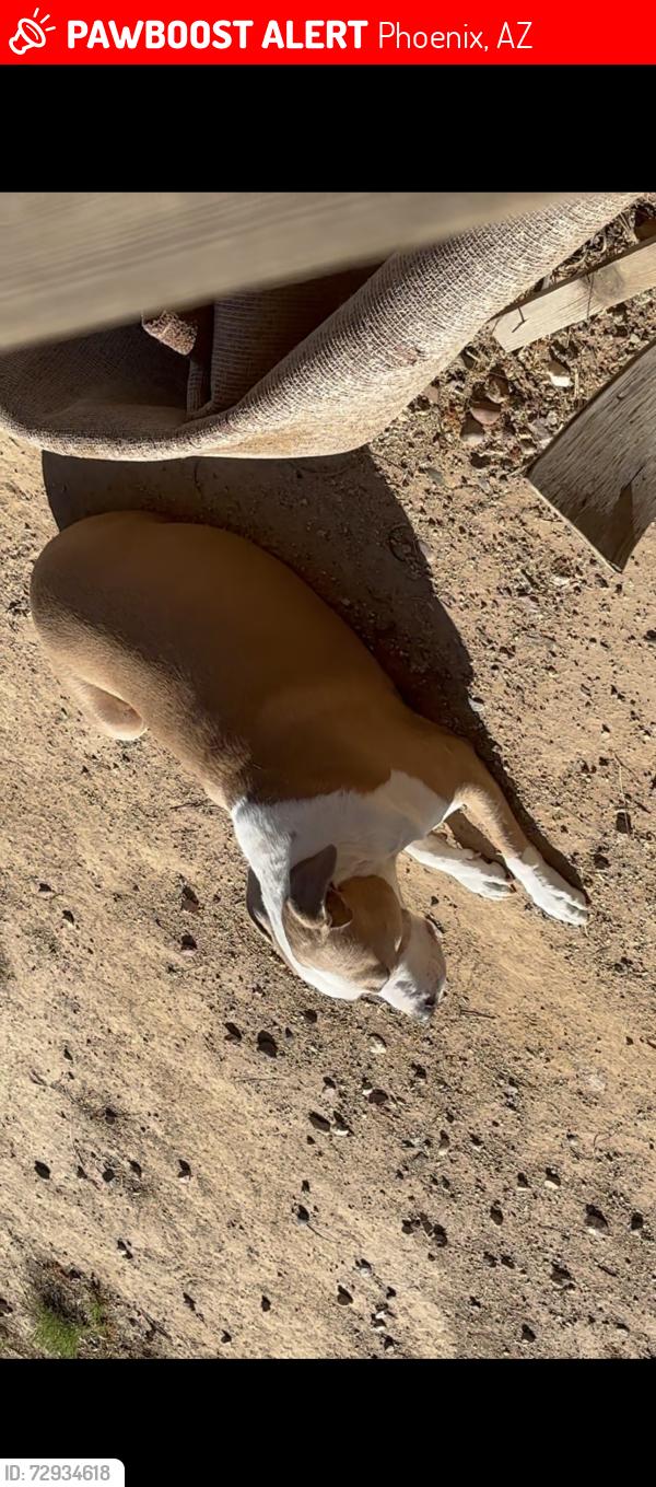 Lost Male Dog last seen 91st and McDowell , Phoenix, AZ 85037