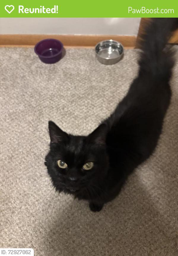 Reunited Female Cat last seen Aquila Ave S and West 35th St, St. Louis Park, MN 55426
