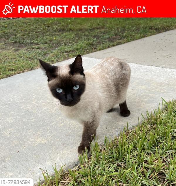Lost Female Cat last seen Sunkist and Lincoln, Anaheim, Anaheim, CA 92806