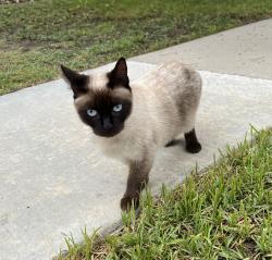 Lost Female Cat last seen Sunkist and Lincoln, Anaheim, Anaheim, CA 92806