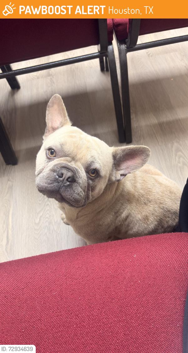 Found/Stray Male Dog last seen Airport, Houston, TX 77061