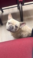 Found/Stray Male Dog last seen Airport, Houston, TX 77061