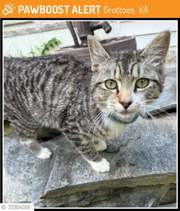 Found/Stray Male Cat last seen Rt 256 (Weyers Cave Road), Grottoes, VA 24441