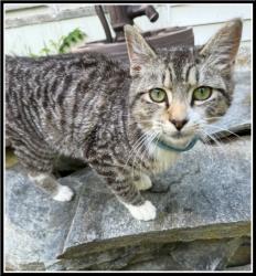Found/Stray Male Cat last seen Rt 256 (Weyers Cave Road), Grottoes, VA 24441