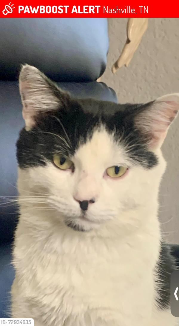 Lost Male Cat last seen Hobson Pike, Nashville, TN 37013