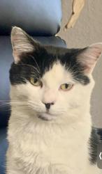Lost Male Cat last seen Hobson Pike , Nashville, TN 37013
