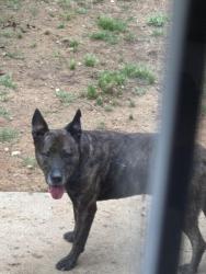 Found/Stray Male Dog last seen At Iron Eagle on Meadow Road, Eden, NC 27288