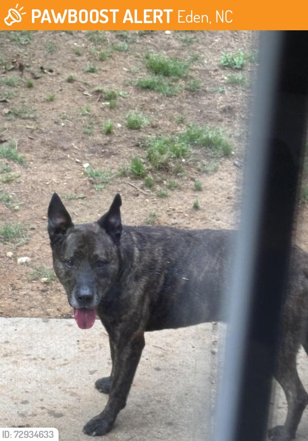 Found/Stray Male Dog last seen At Iron Eagle on Meadow Road, Eden, NC 27288