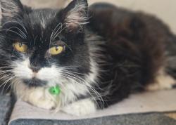 Reunited Female Cat last seen Fatherless barn , West Midlands, England B63 2EY