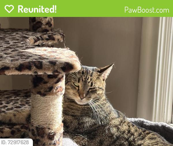 Reunited Female Cat last seen By Lake Chafee Ashford ct, Ashford, CT 06278