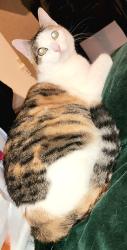 Reunited Female Cat last seen Fountian Head, San Antonio, TX 78229