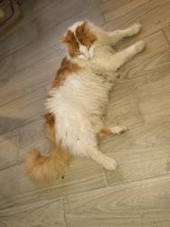 Reunited Male Cat last seen Judy Dr and 18th St, Plano, TX 75074