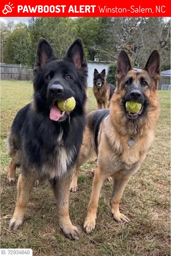 Lost Male Dog last seen Near Murray road, Winston-Salem, NC 27106