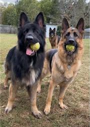 Lost Male Dog last seen Near Murray road, Winston-Salem, NC 27106