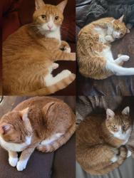 Reunited Male Cat last seen 6th St N and 4th AVE N, Great Falls, MT 59401