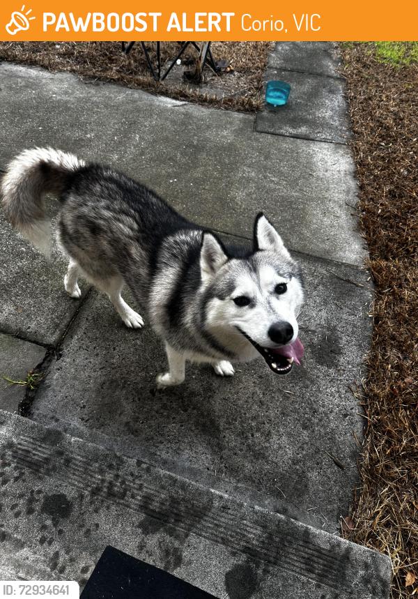 Found/Stray Unknown Dog last seen Eumeralla street , Corio, VIC 3214