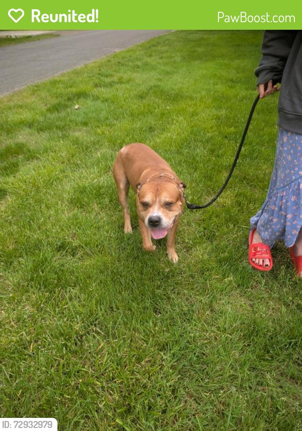 Reunited Male Dog last seen Tallmadge Road Lor-Ron Avenue Kent Ohio , Brimfield, OH 44240
