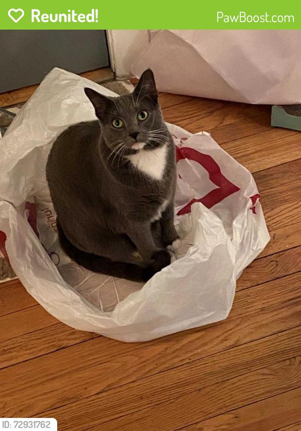 Reunited Female Cat last seen Winthrop & Berwyn (5300N/1050W), Chicago, IL 60640