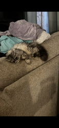 Reunited Male Cat last seen Main Street, Aberdeen Township, NJ 07747
