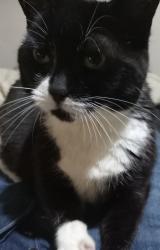 Lost Female Cat last seen Geraghty Court, West Midlands, England WV14