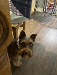 Reunited Female Dog last seen Forest hill  or Timberview , Everman, TX 76140