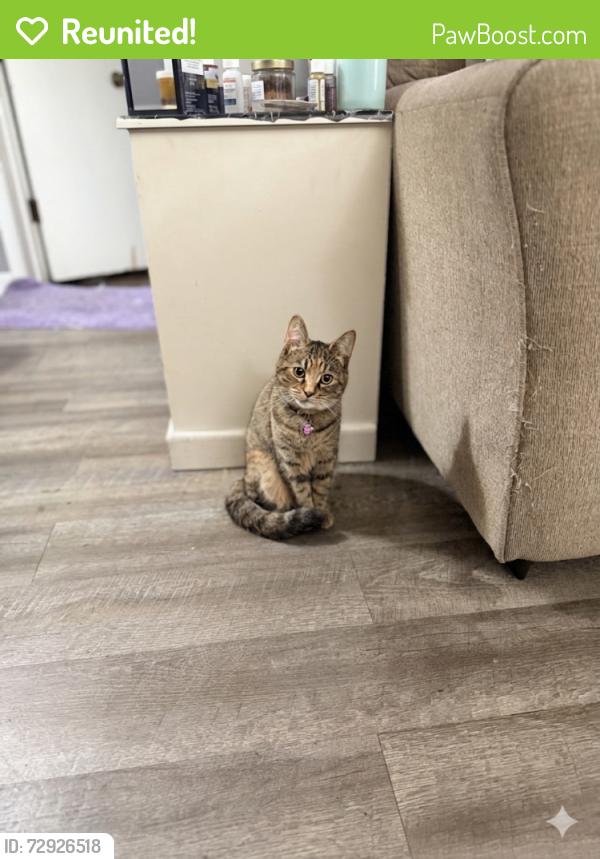 Reunited Female Cat last seen Sherwood & 8 mile, Warren, MI 48091