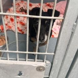Shelter Stray Female Dog last seen , Hawthorne, CA 90250