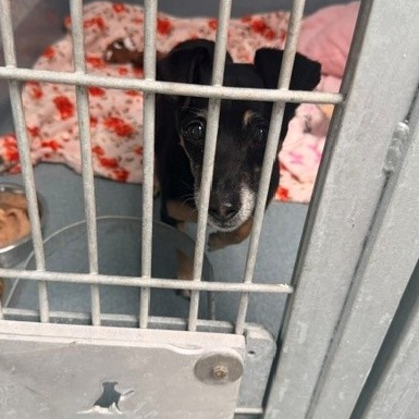 Shelter Stray Female Dog last seen , Hawthorne, CA 90250