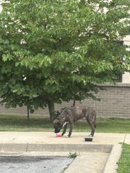 Found/Stray Male Dog last seen 11th & St Louis ou physians, Tulsa, OK 74119