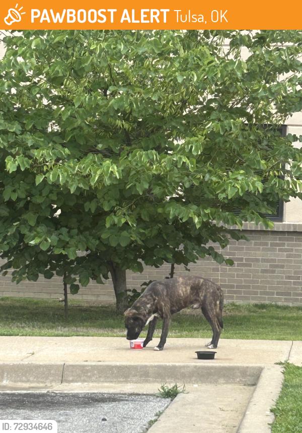 Found/Stray Male Dog last seen 11th & St Louis ou physians, Tulsa, OK 74119