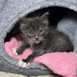 Shelter Stray Male Cat last seen , Palm Springs, CA 92264