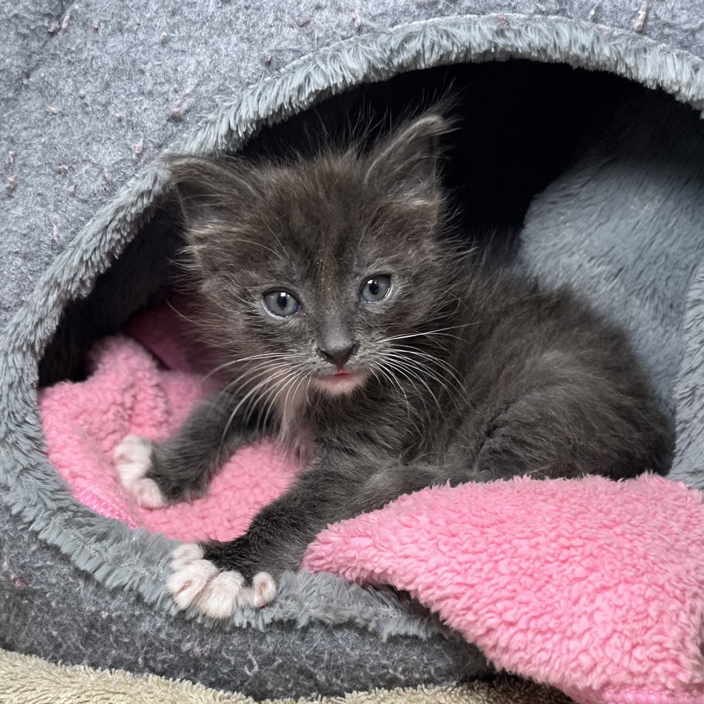 Shelter Stray Male Cat last seen , Palm Springs, CA 92264