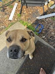 Lost Male Dog last seen Towndsend rd, Jacksonville, FL 32244