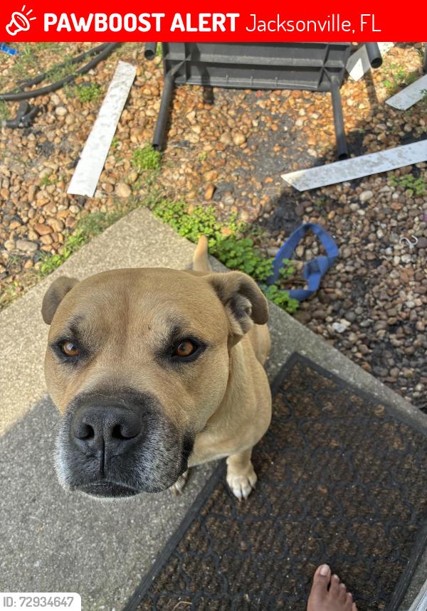 Lost Male Dog last seen Towndsend rd, Jacksonville, FL 32244