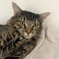 Shelter Stray Male Cat last seen , Philadelphia, PA 19140