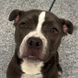 Shelter Stray Female Dog last seen , Greenville, SC 29609