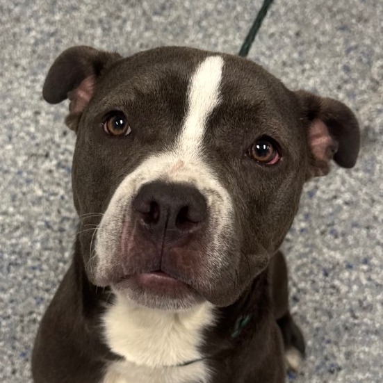 Shelter Stray Female Dog last seen , Greenville, SC 29609