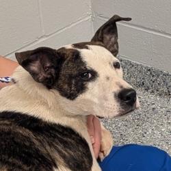 Shelter Stray Male Dog last seen , Greenville, SC 29609