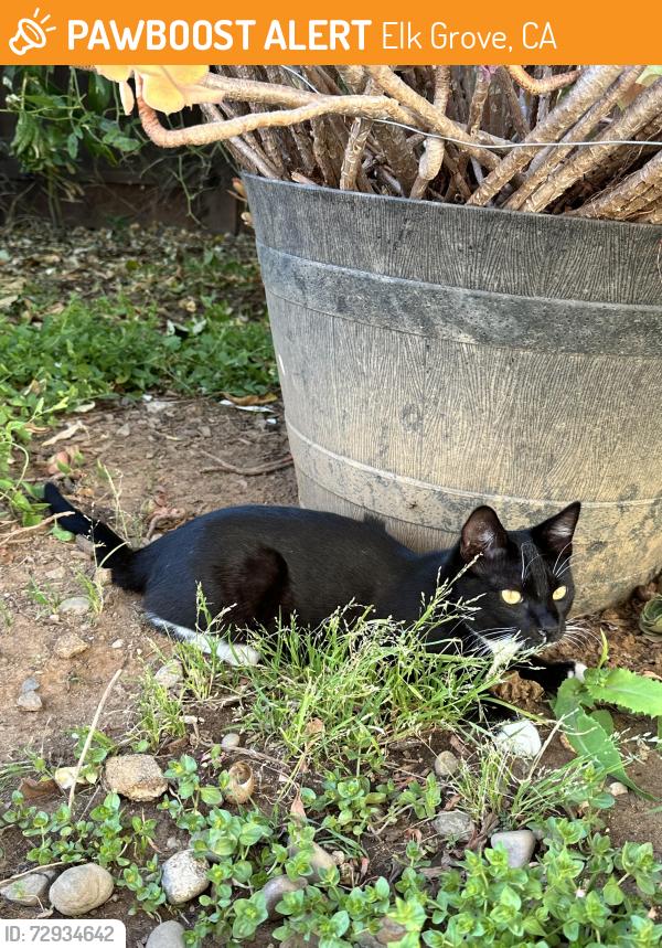 Found/Stray Unknown Cat last seen   Near Laguna Blvd area, Elk Grove, CA 95758