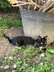 Found/Stray Unknown Cat last seen   Near Laguna Blvd area, Elk Grove, CA 95758