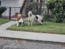 Found/Stray Unknown Dog last seen Peck and Ramona , El Monte, CA 91732